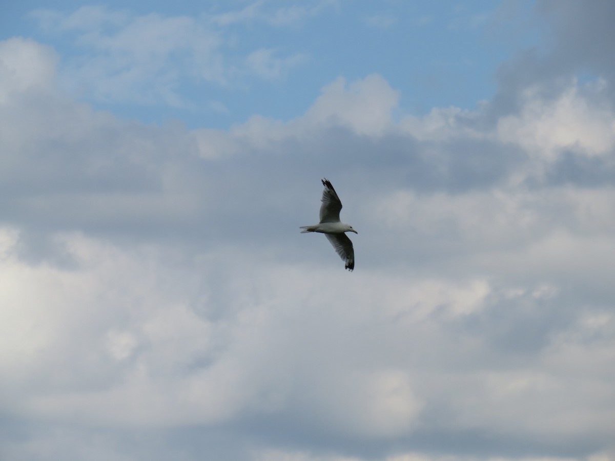 Ring-billed Gull - ML611846654