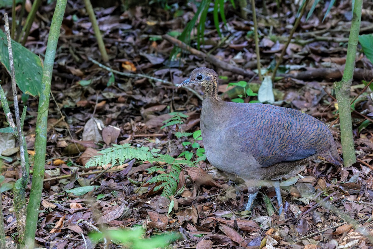 Solitary Tinamou - ML611846655