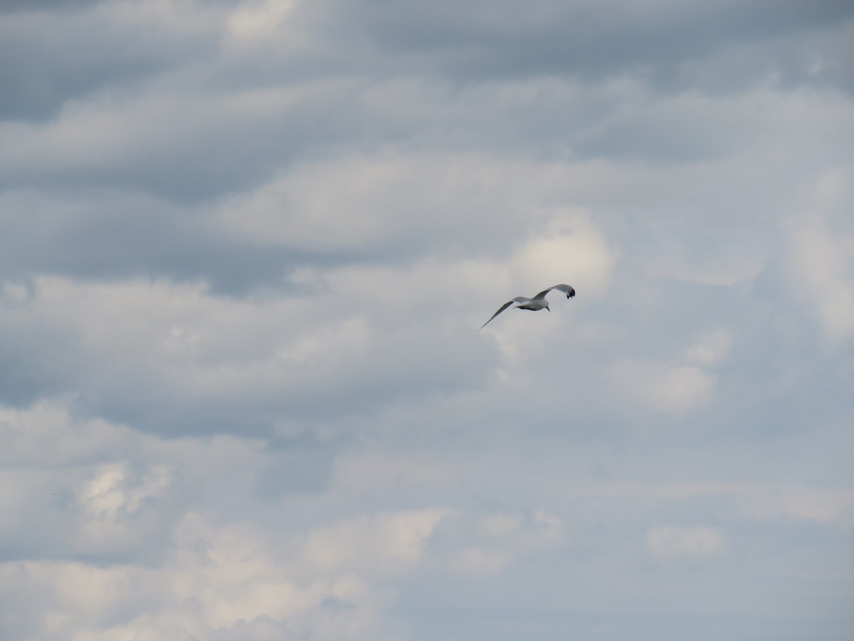 Ring-billed Gull - ML611846663