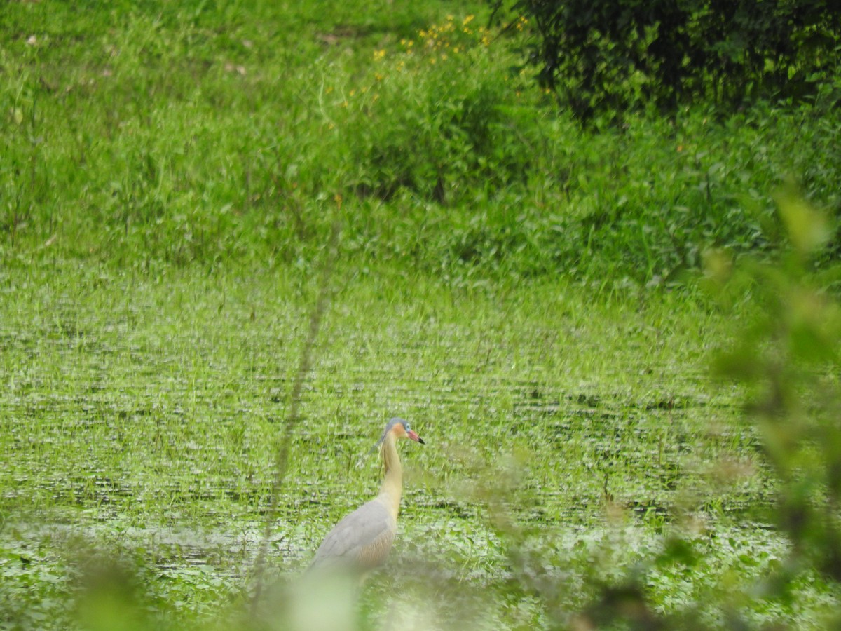 Whistling Heron - ML611846697