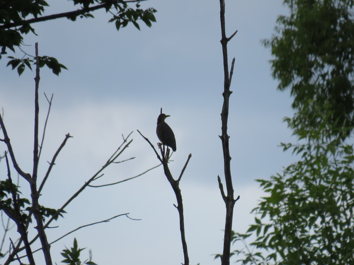 Green Heron - ML611846701