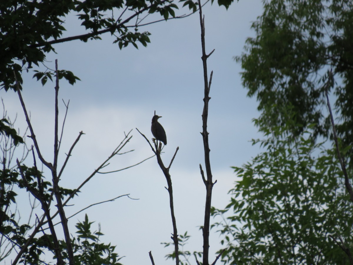 Green Heron - ML611846720