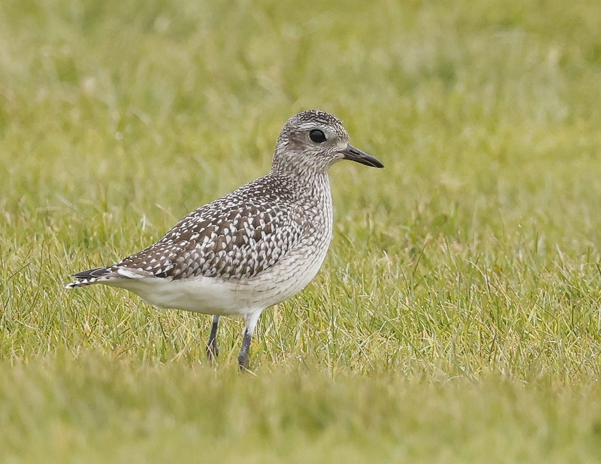 Black-bellied Plover - ML611846732