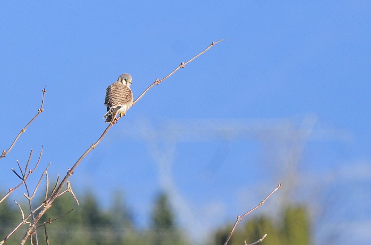 American Kestrel - ML611846821