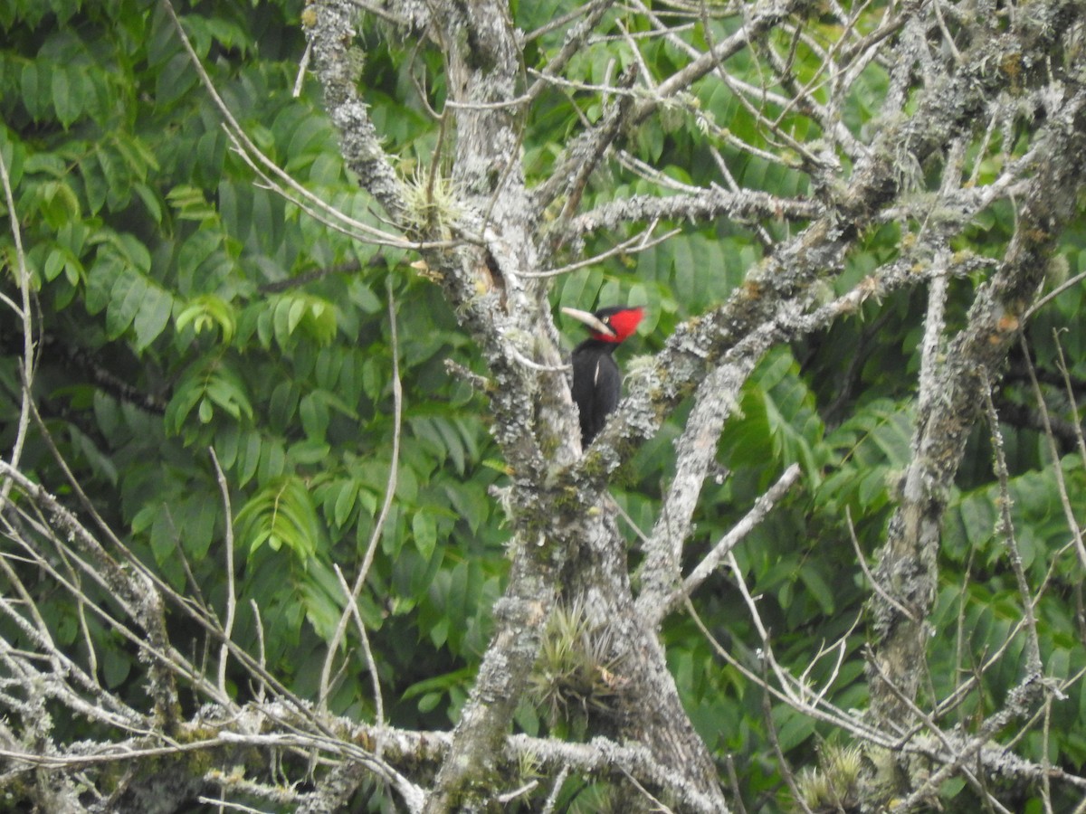 Cream-backed Woodpecker - Emiliano Jose Palomino Teves