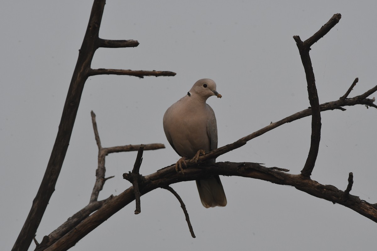 Eurasian Collared-Dove - Pratibha Singh