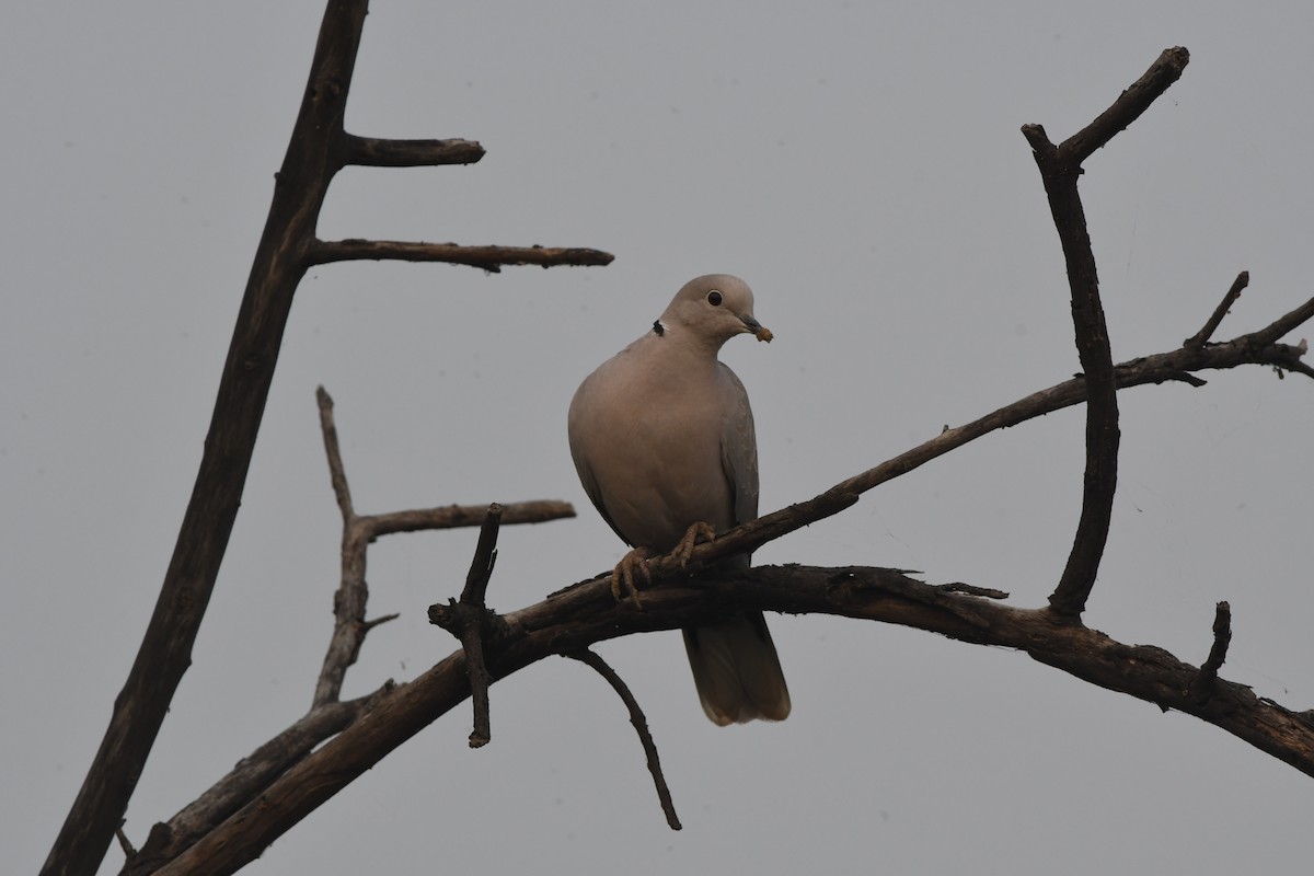 Eurasian Collared-Dove - ML611846846