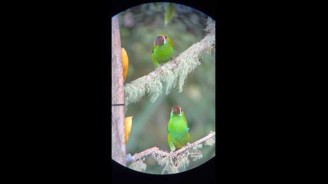 Crimson-rumped Toucanet - ML611846923