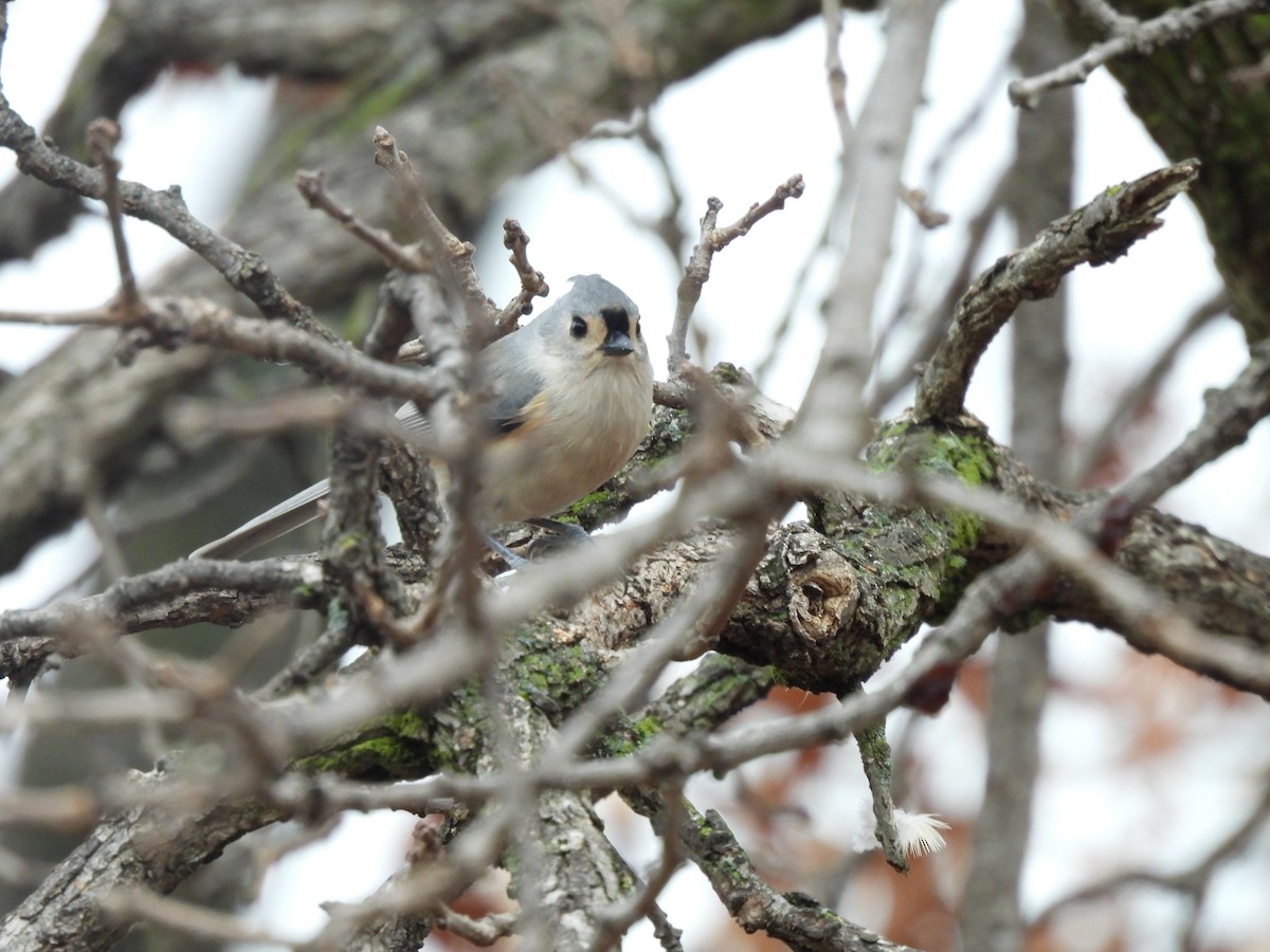 Tufted Titmouse - ML611846939