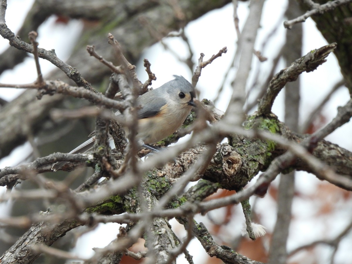 Tufted Titmouse - ML611846940