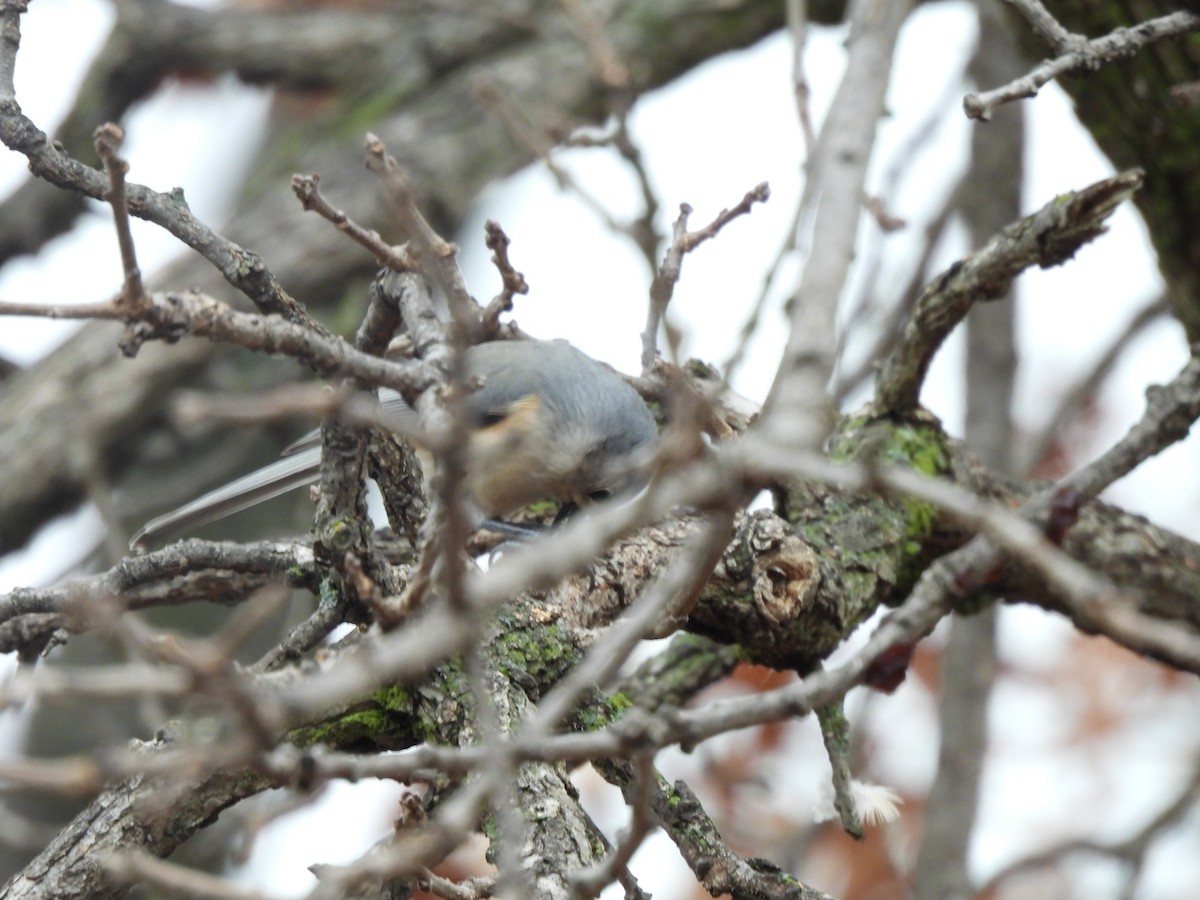 Tufted Titmouse - ML611846941