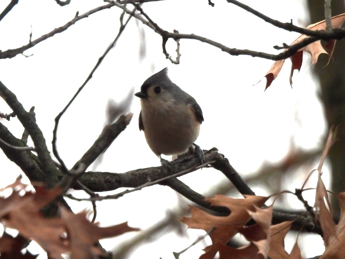 Tufted Titmouse - ML611846962