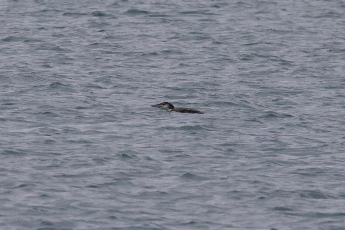 Common Loon - ML611846966