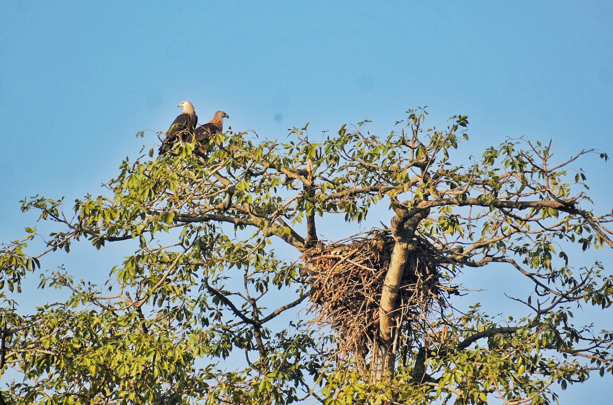 Pallas's Fish-Eagle - ML611847006