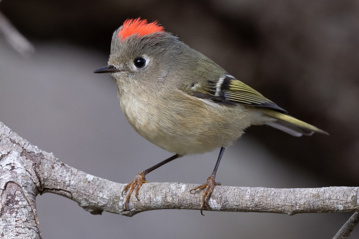 Ruby-crowned Kinglet - Tom Hambleton