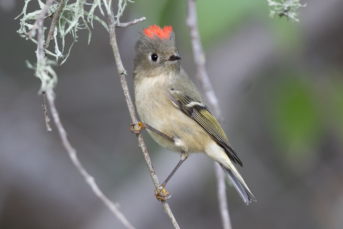 Ruby-crowned Kinglet - ML611847047