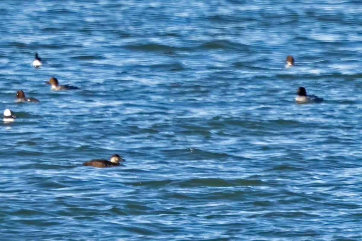 Common Goldeneye - ML611847119