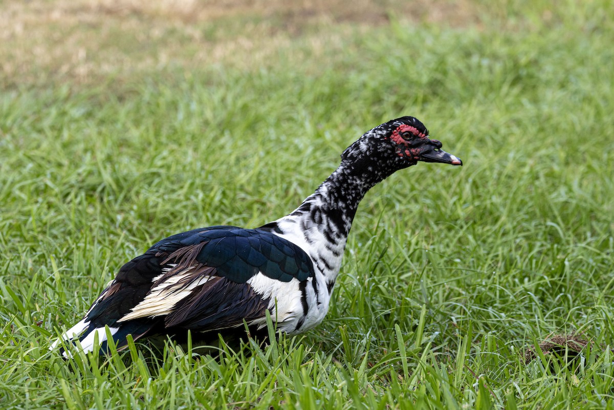 ノバリケン（家畜） - ML611847146