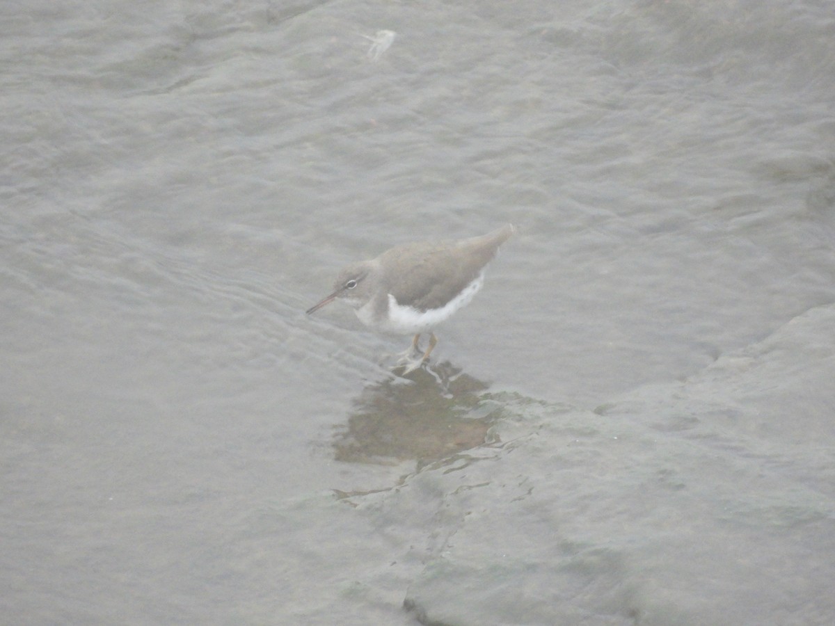 Spotted Sandpiper - Brian Marra