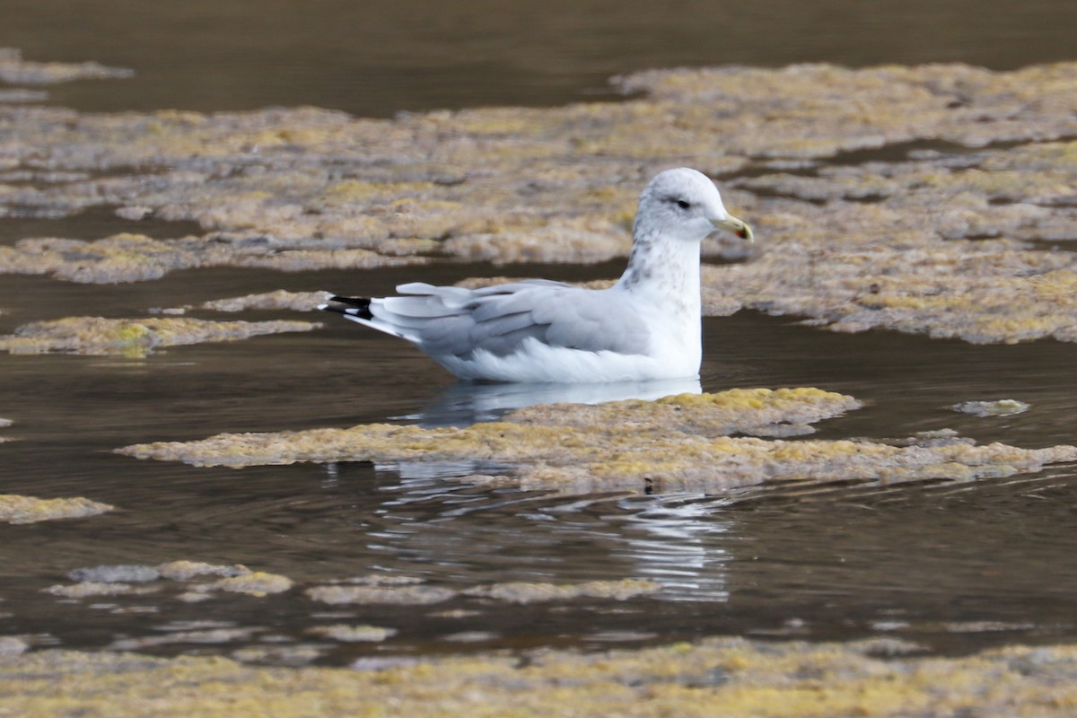 California Gull - ML611847292
