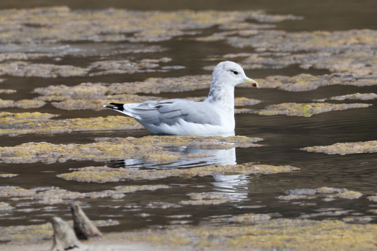 California Gull - ML611847293