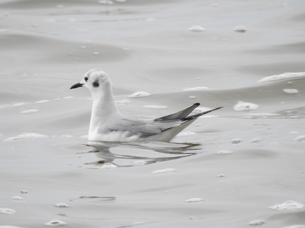 Bonaparte's Gull - ML611847376