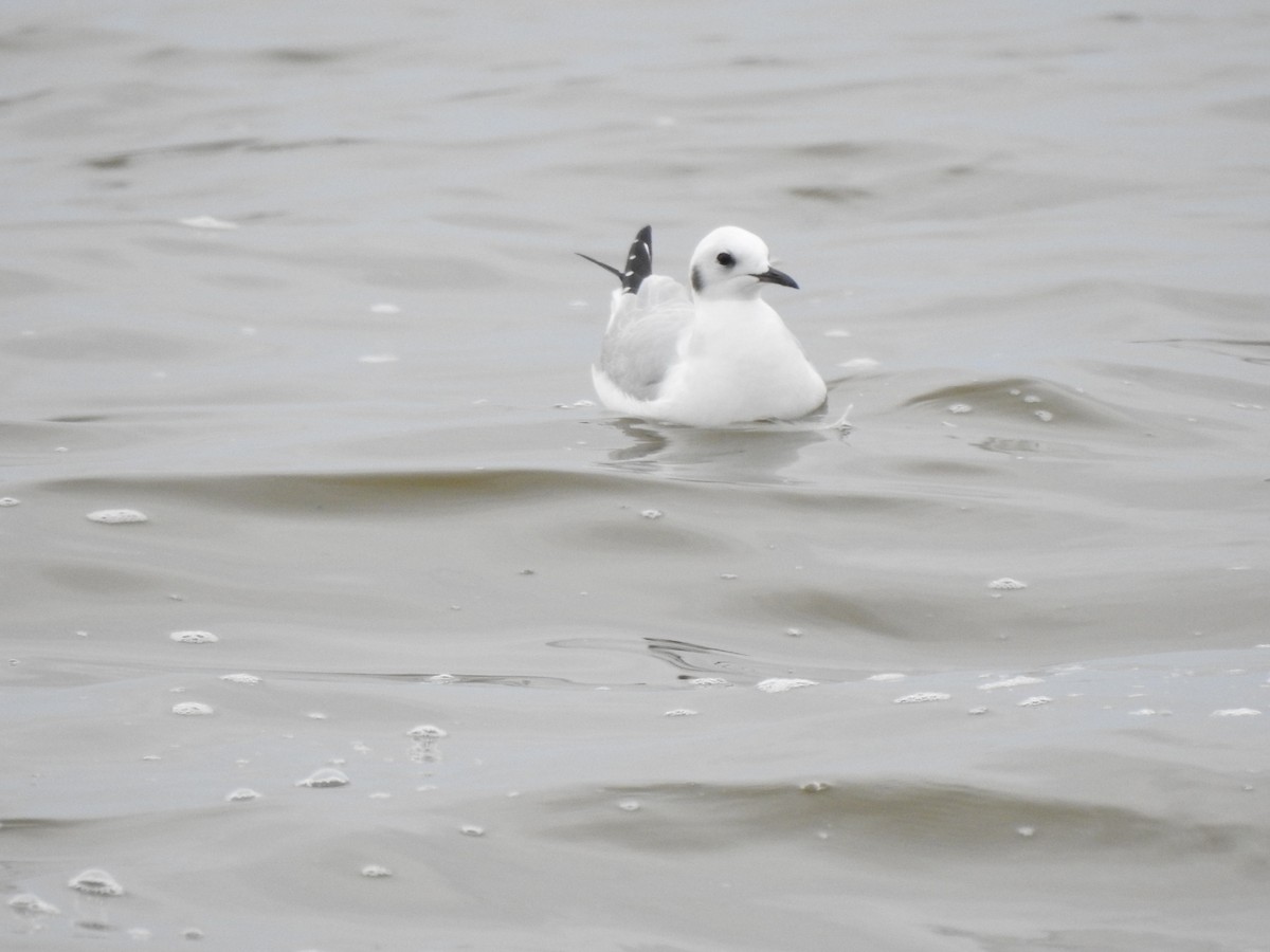 Bonaparte's Gull - ML611847378