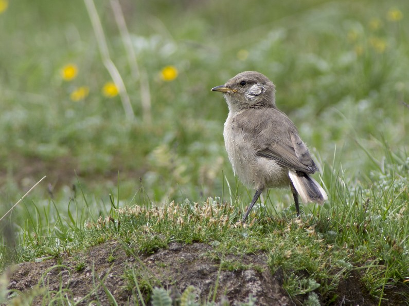 Ground Tit - ML611847429