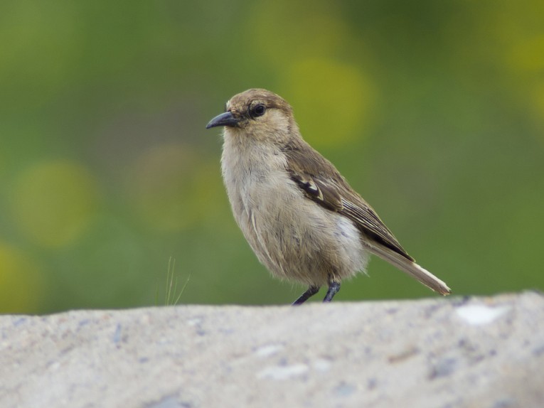 Ground Tit - ML611847444