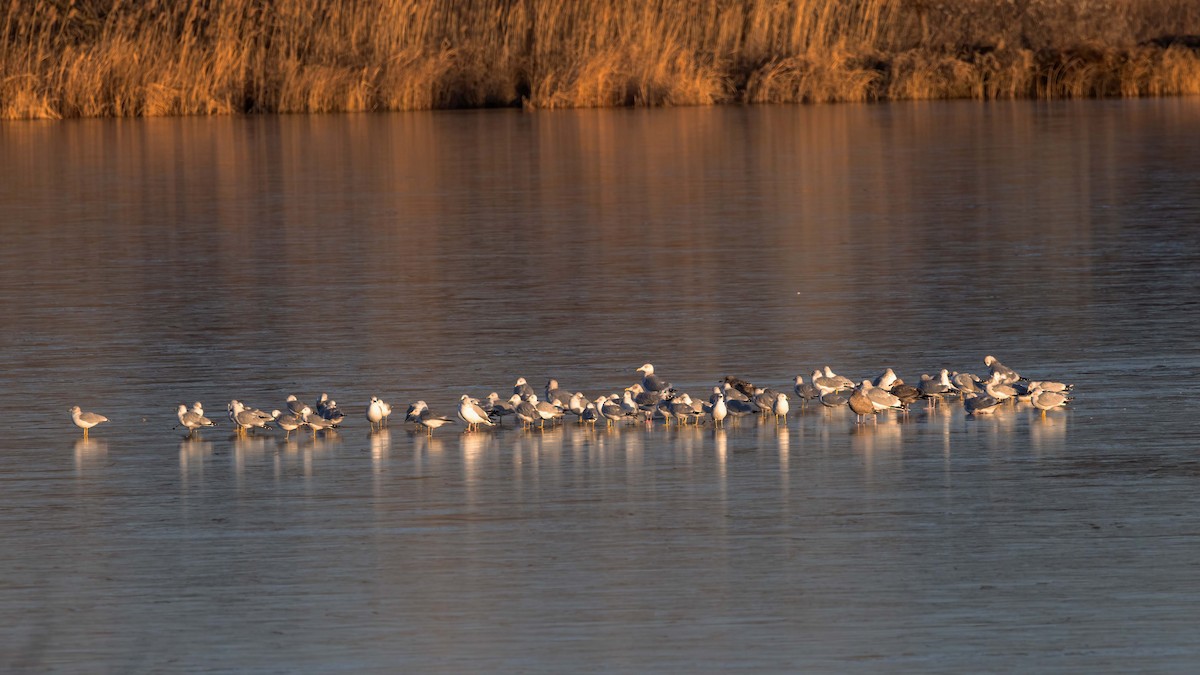 Ring-billed Gull - Roger Dietrich