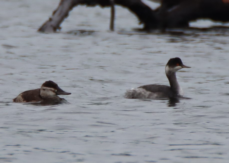 Eared Grebe - ML611847457