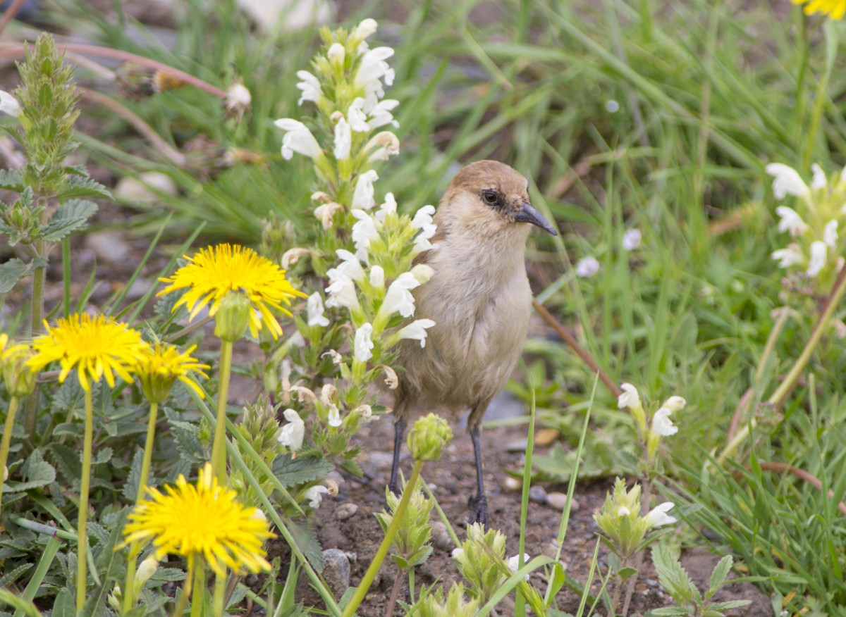 Ground Tit - Volkov Sergey