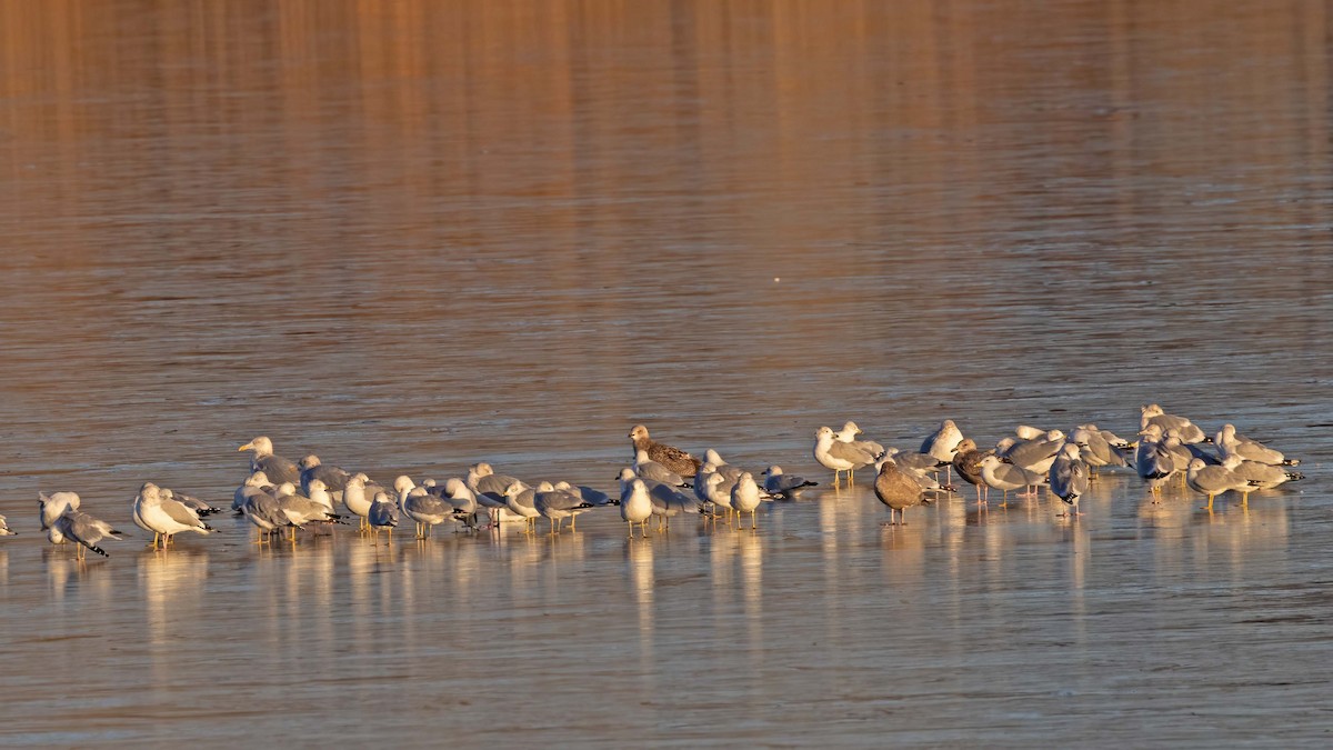 Herring Gull - ML611847459