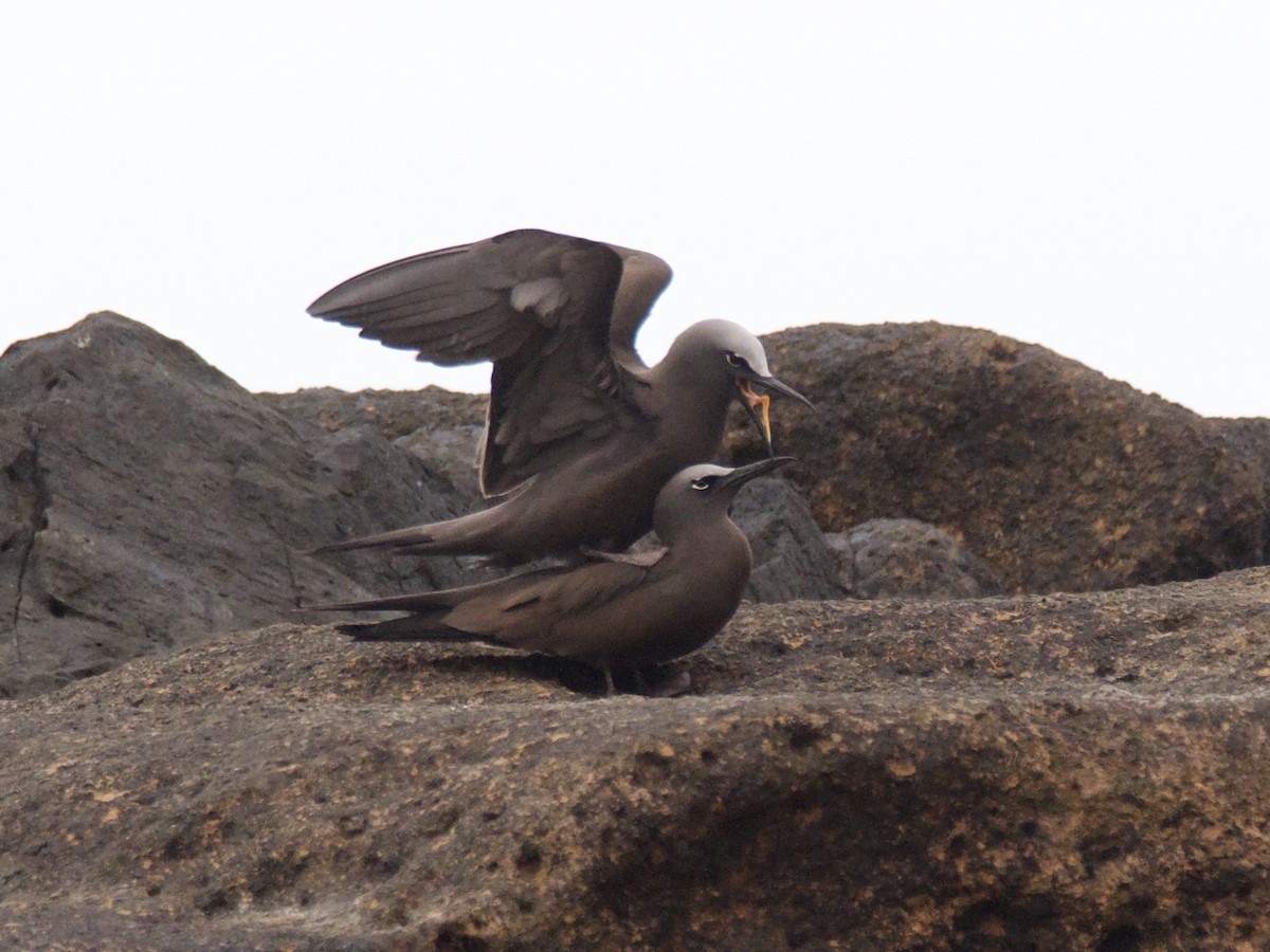 Brown Noddy - ML611847508