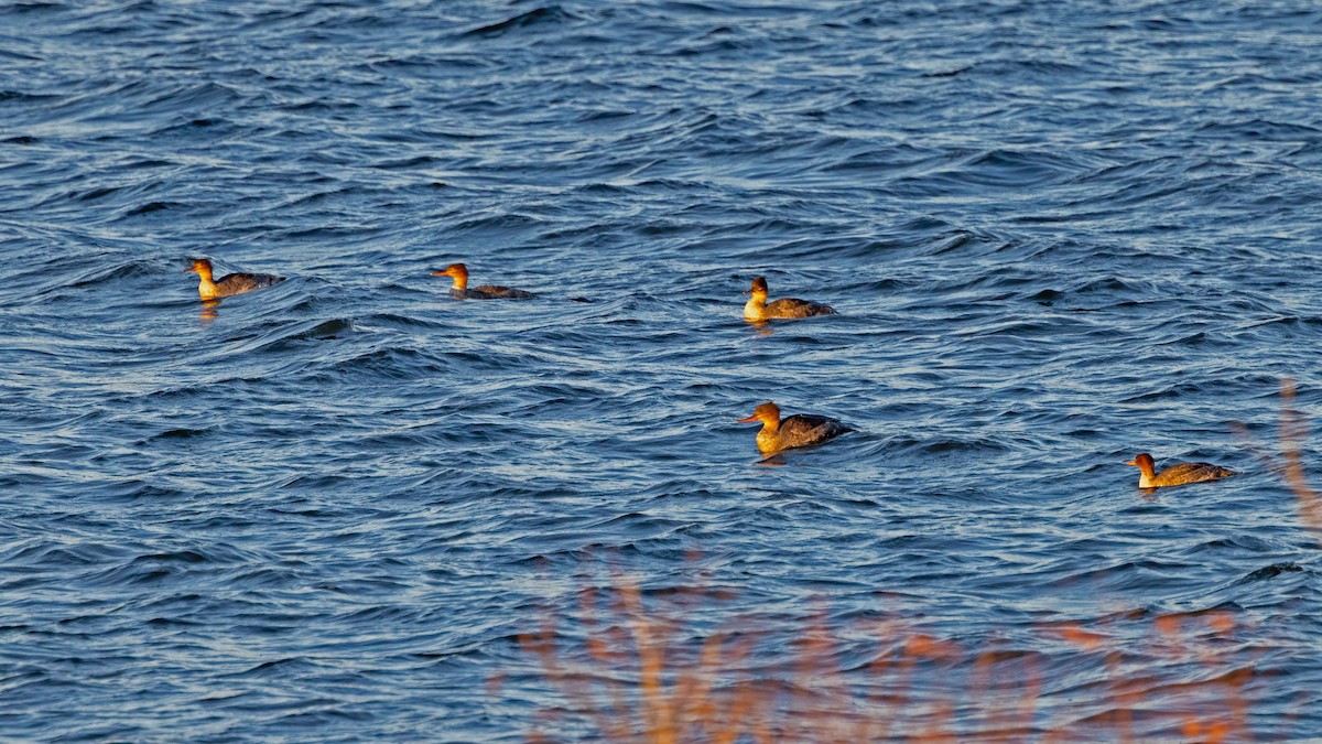 Red-breasted Merganser - ML611847576