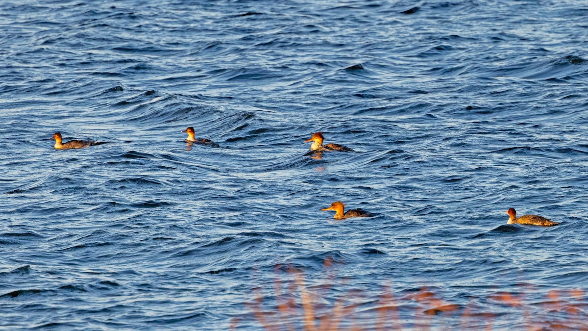 Red-breasted Merganser - ML611847578