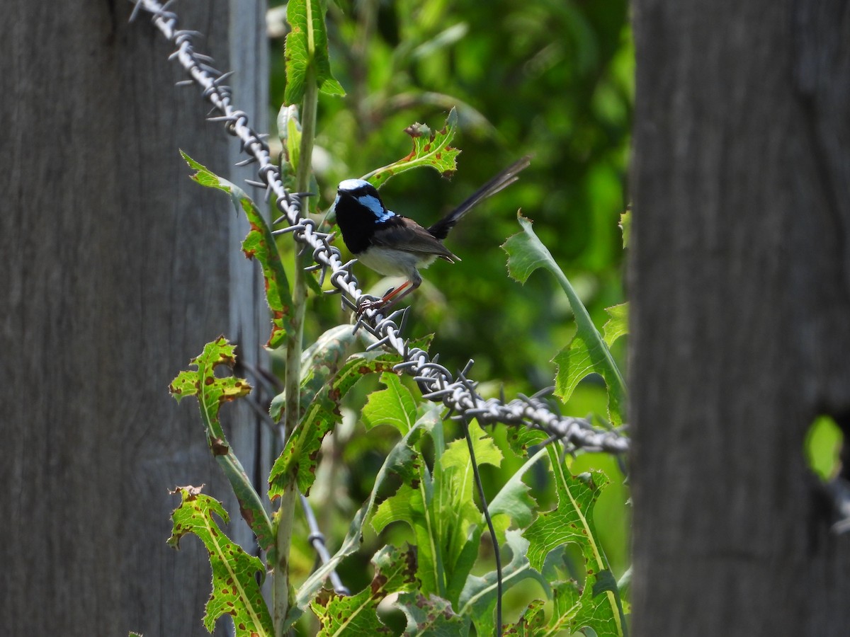 Superb Fairywren - ML611847594