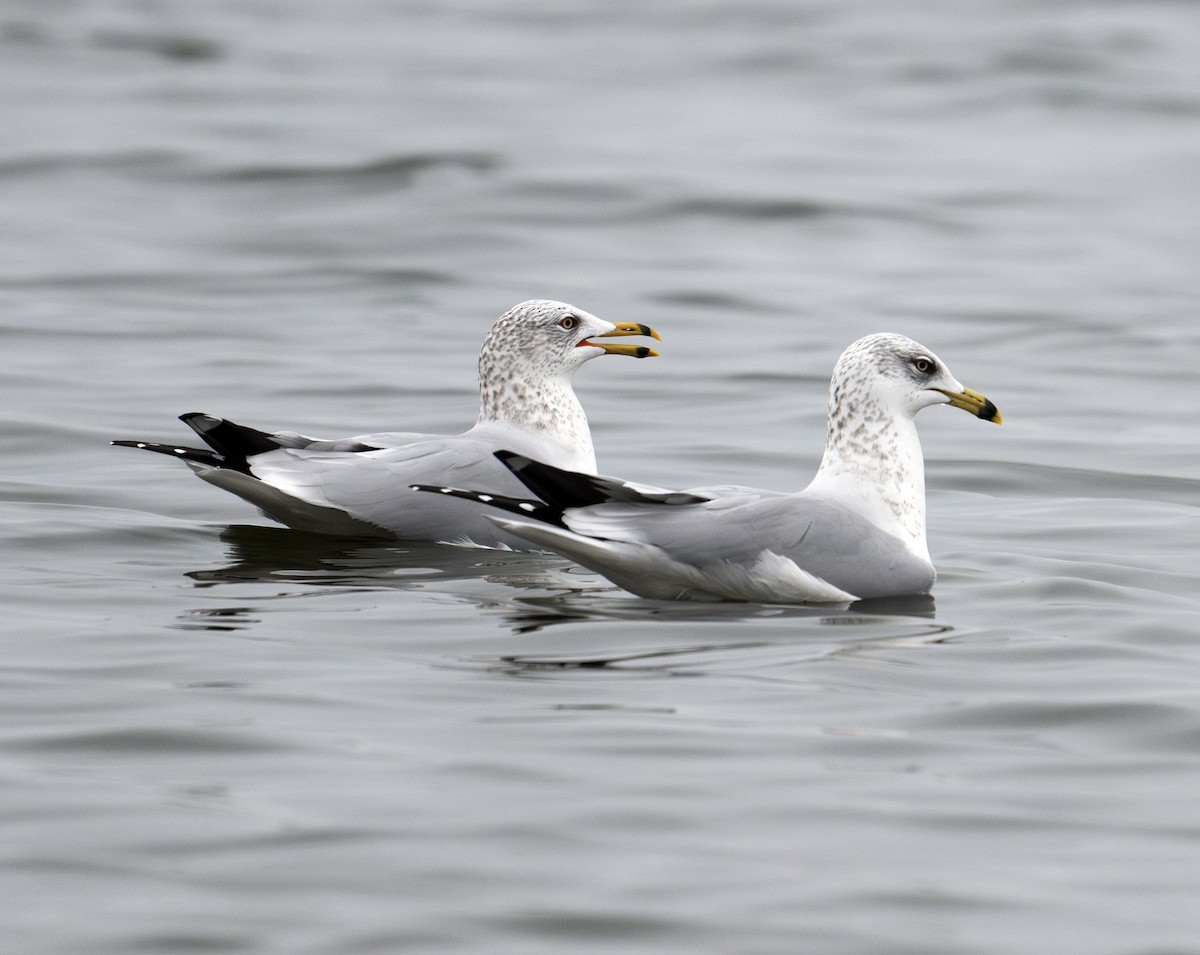 Ring-billed Gull - ML611847617