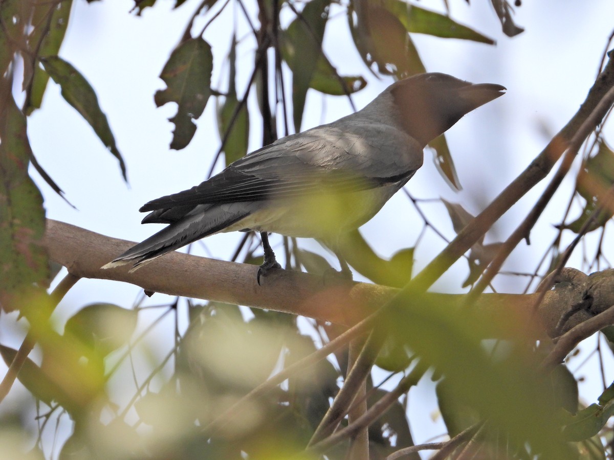 Black-faced Cuckooshrike - Irene Daniel