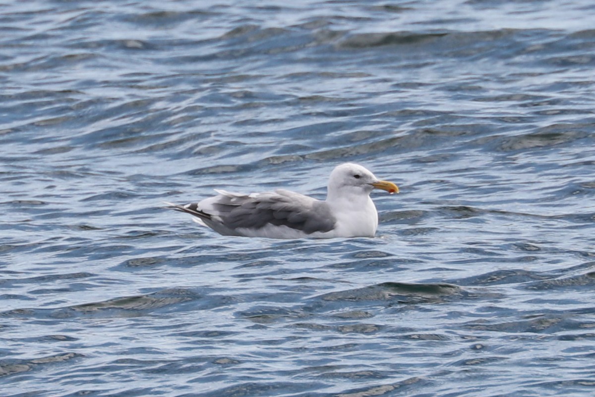 Glaucous-winged Gull - ML611847753