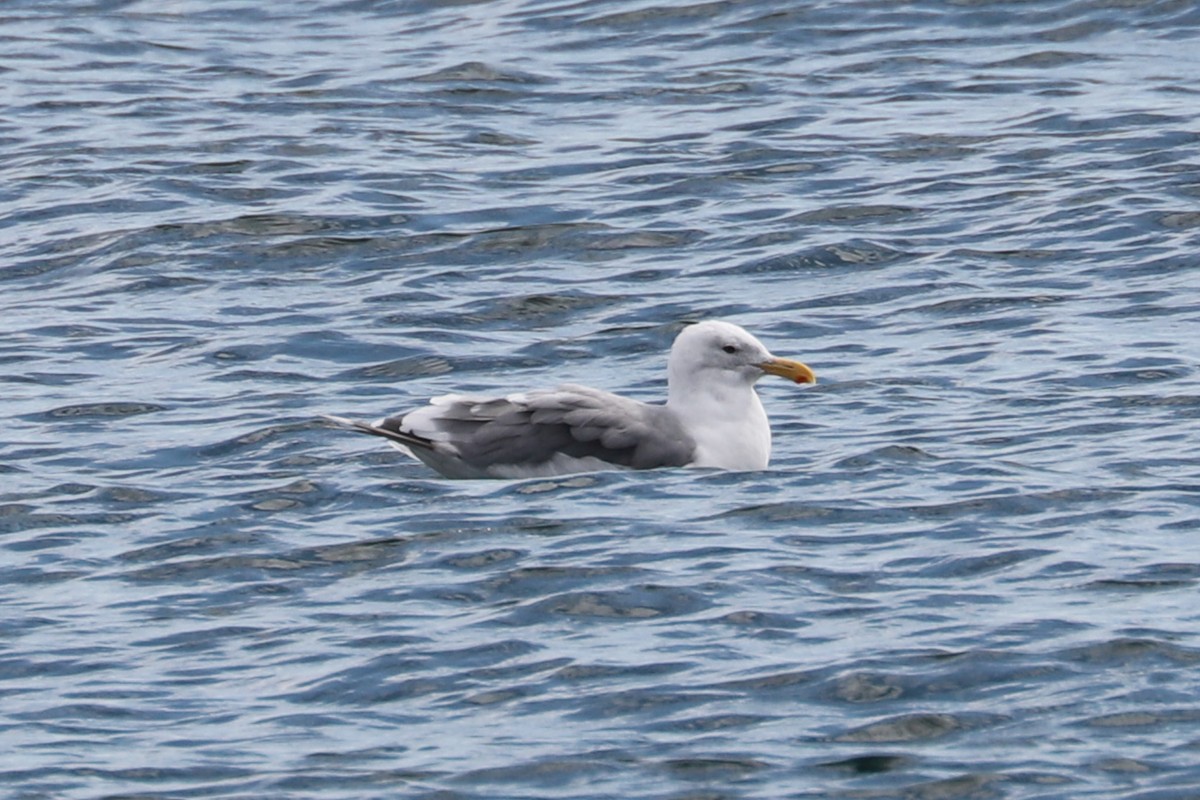 Glaucous-winged Gull - ML611847754