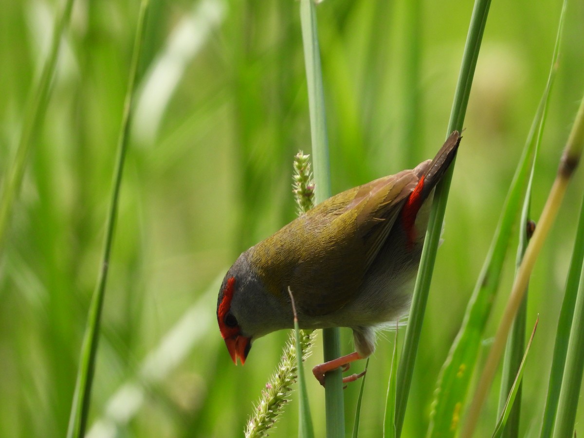 Red-browed Firetail - Irene Daniel