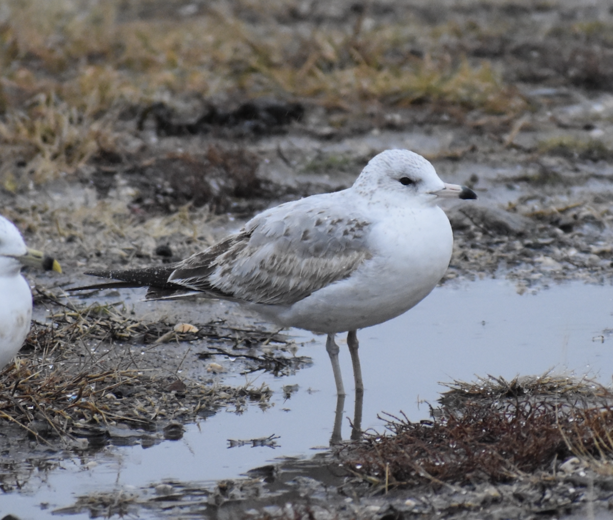 Ring-billed Gull - ML611847760