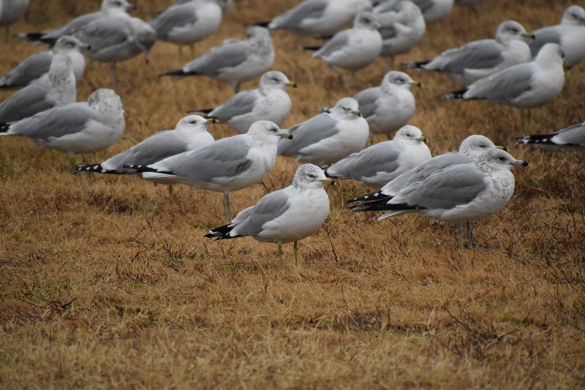 Ring-billed Gull - ML611847786