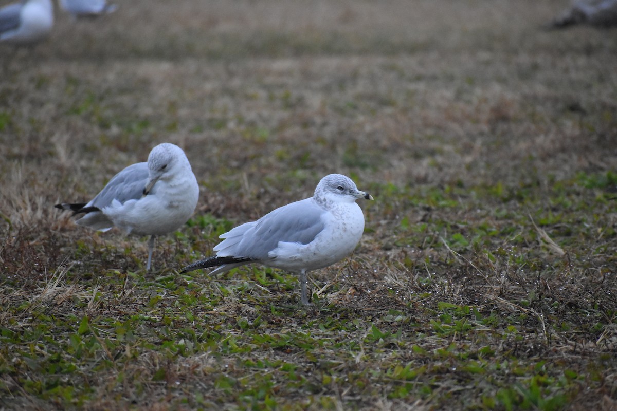 Ring-billed Gull - ML611847792