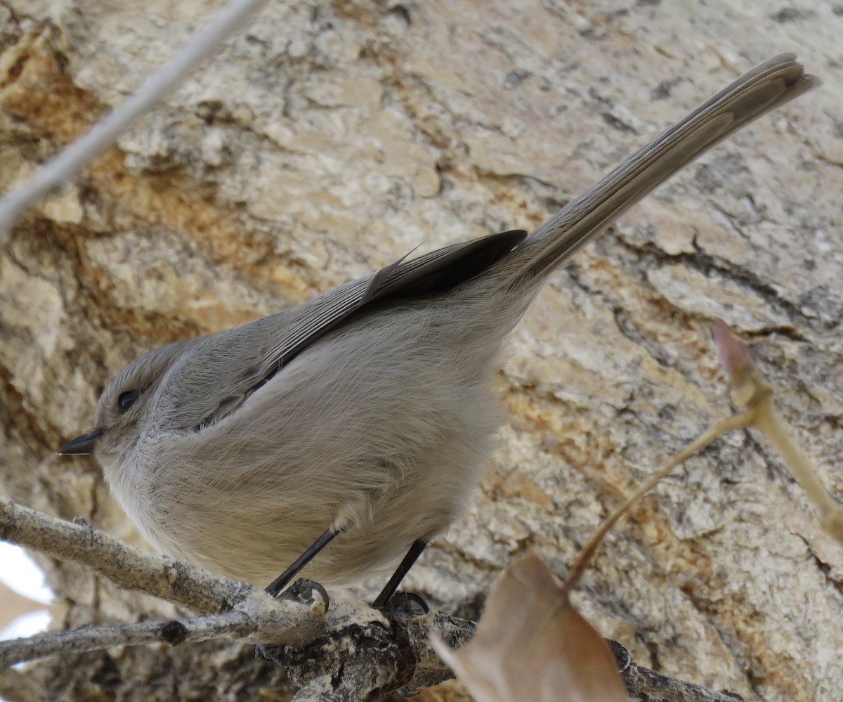 Bushtit - ML611847796