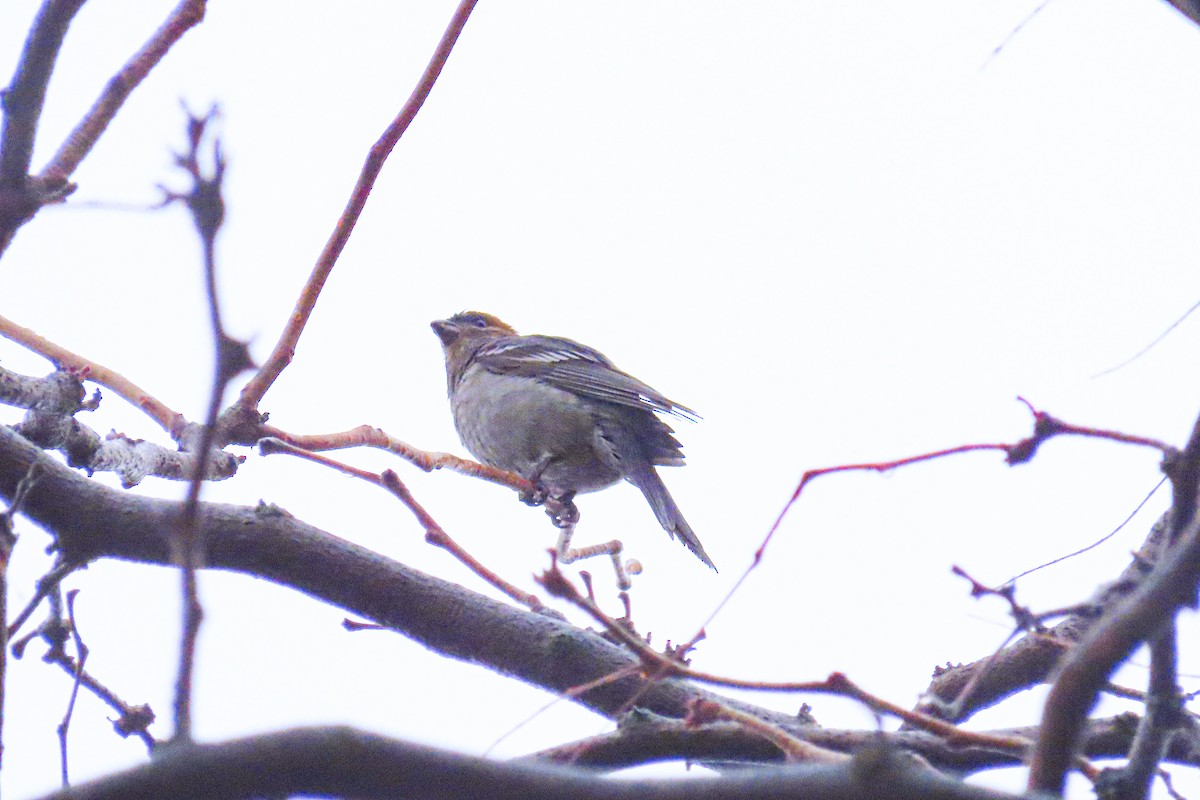 Pine Grosbeak - Nancy & Bill LaFramboise