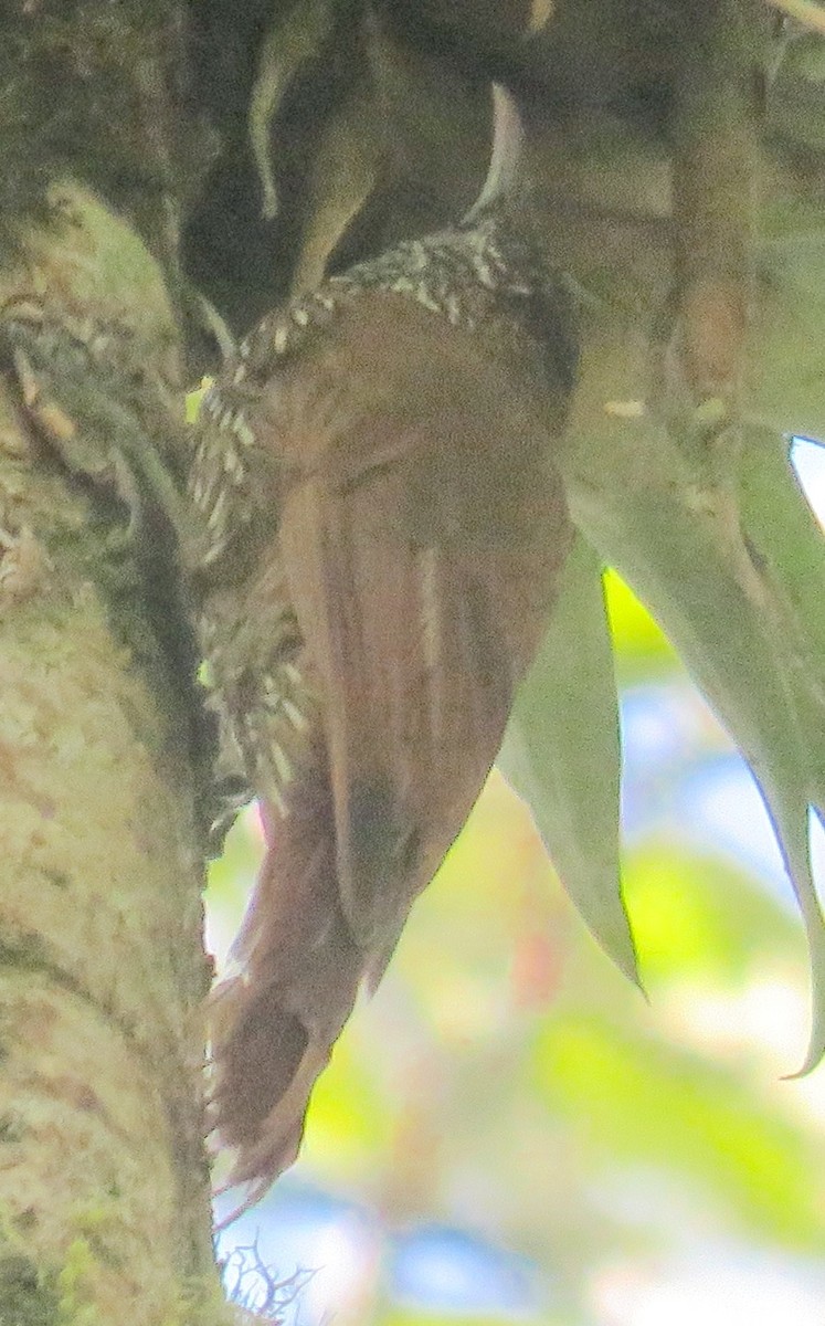 Montane Woodcreeper - ML611847890