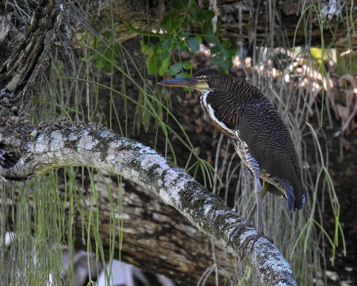 Rufescent Tiger-Heron - ML611847948