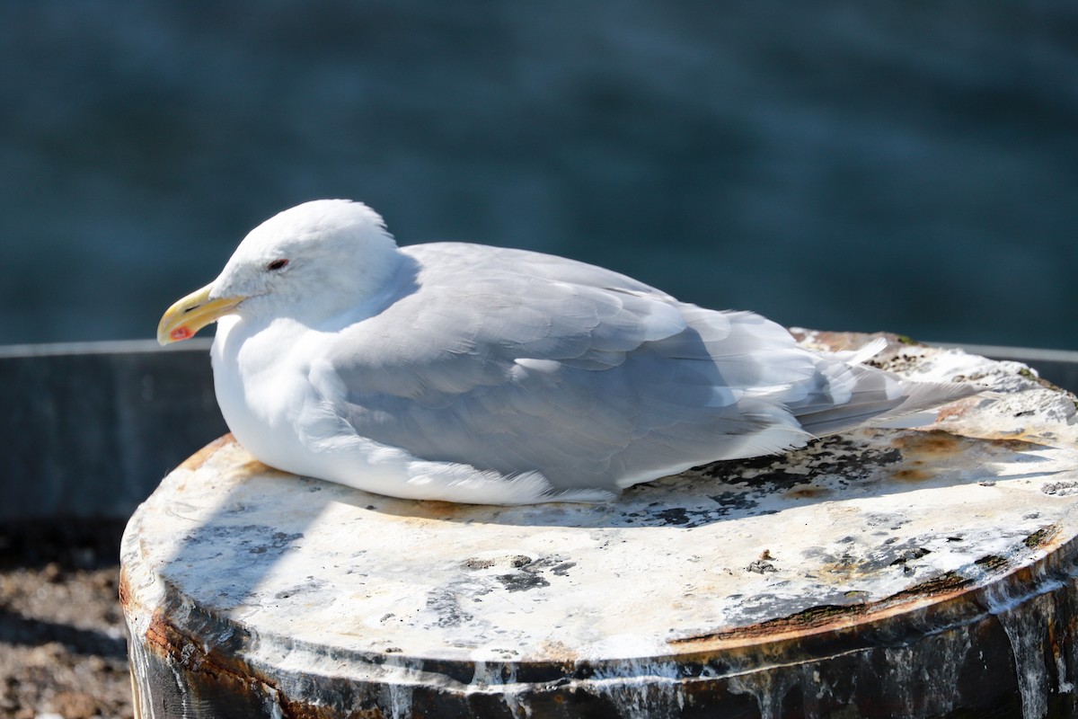 Glaucous-winged Gull - ML611847962